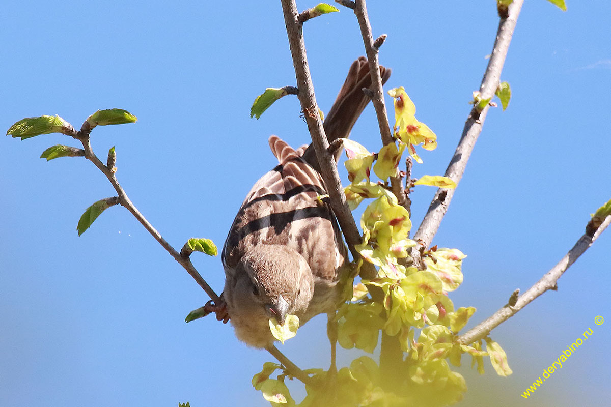    Passer hispaniolensis Spanish sparrow