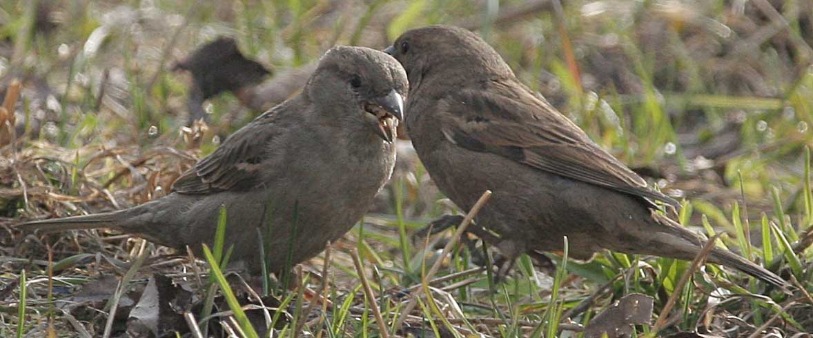   Passer domesticus House Sparrow