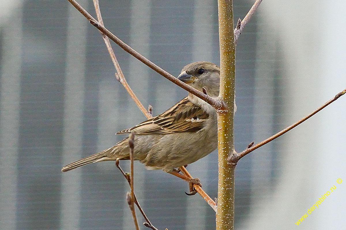   Passer domesticus House Sparrow