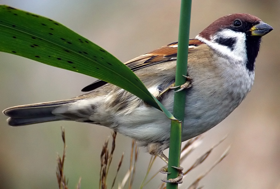   Passer montanus Eurasian Tree Sparrow