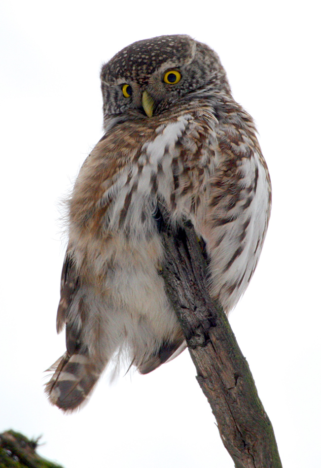   Glaucidium passerinum Eurasian Pygmy Owl