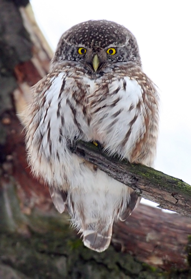   Glaucidium passerinum Eurasian Pygmy Owl