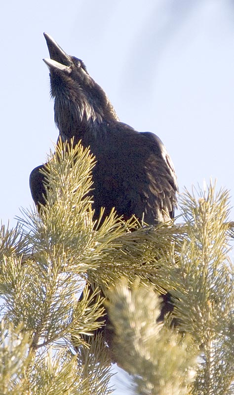  Corvus corax Common Raven