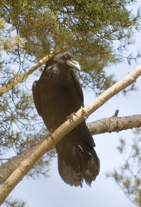  Corvus corax Common Raven