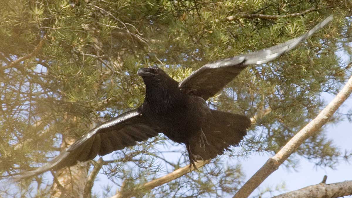  Corvus corax Common Raven