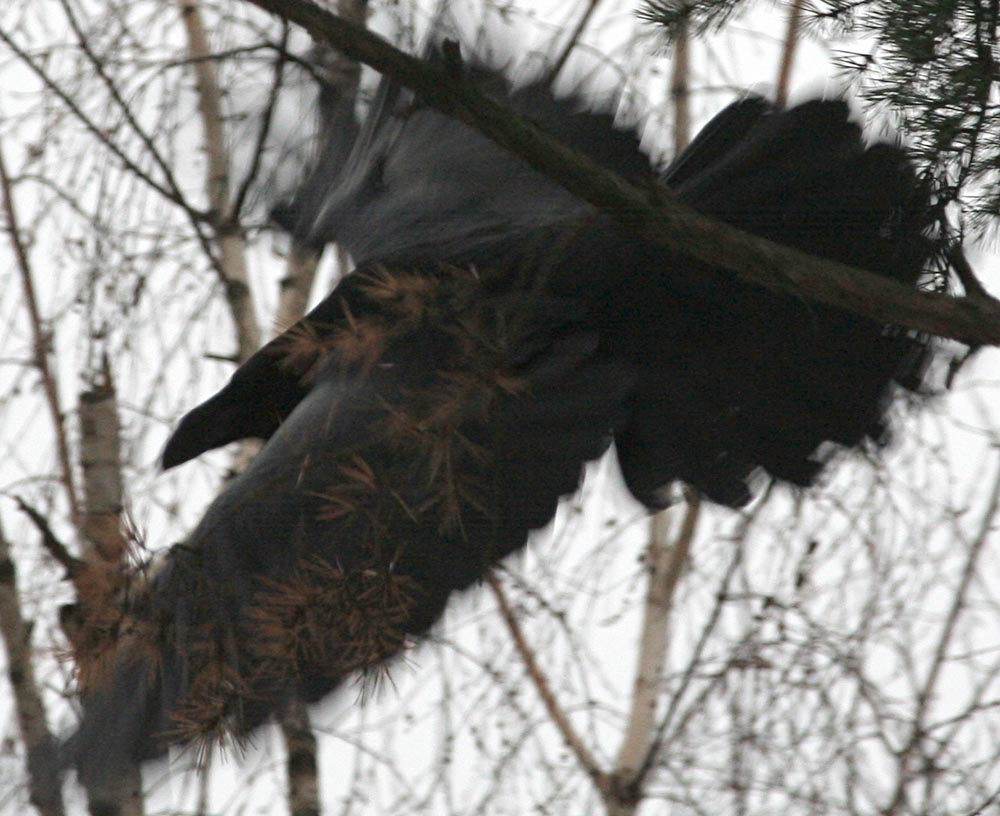  Corvus corax Common Raven