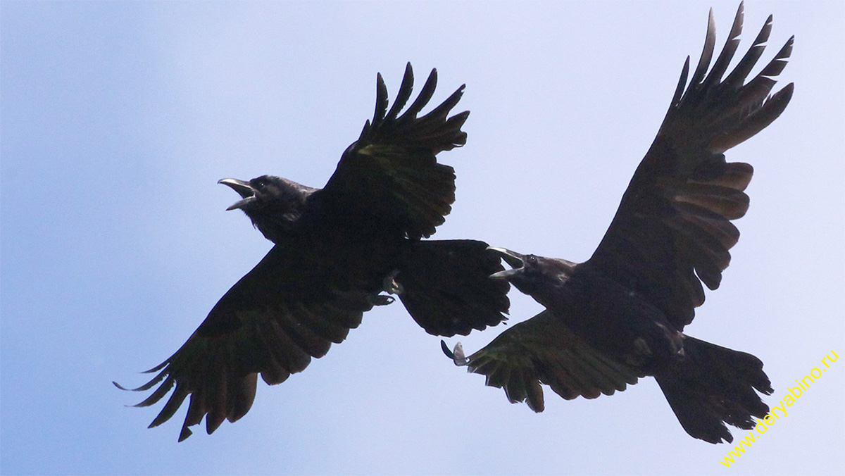  Corvus corax Common Raven