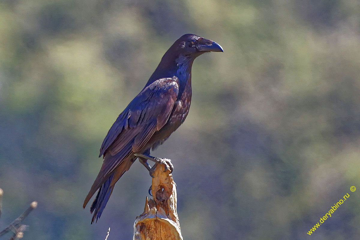  Corvus corax Common Raven