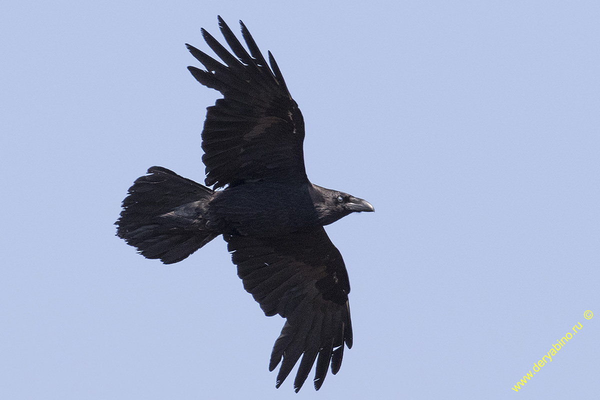  Corvus corax Common Raven