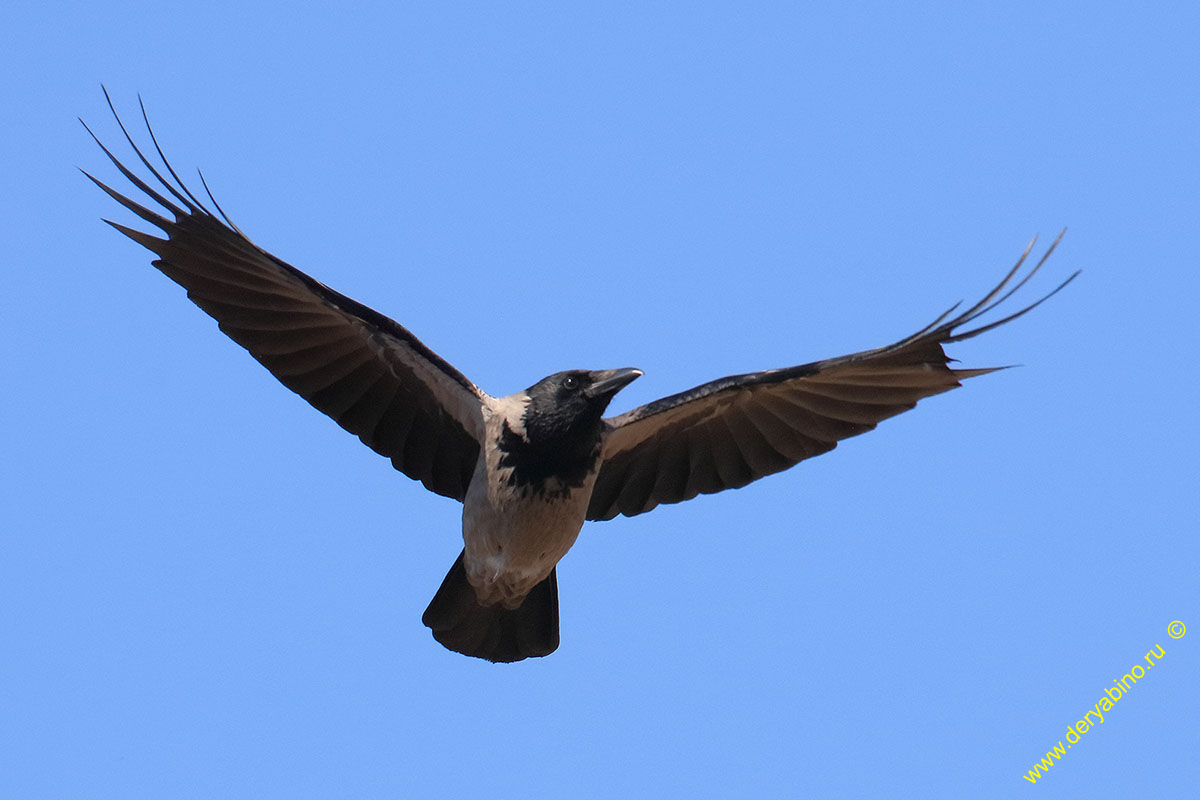  Corvus cornix Hooded Crow