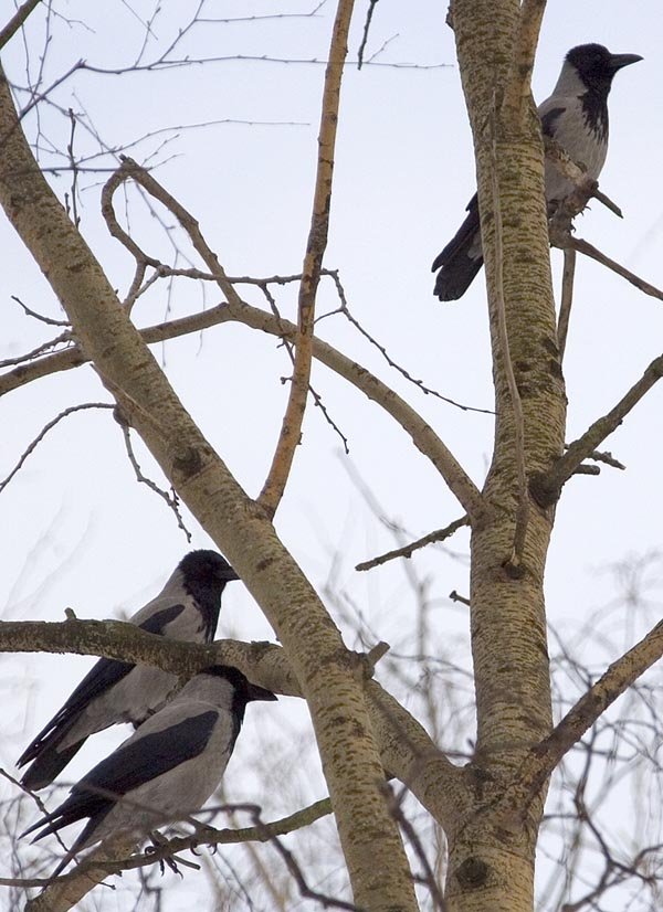  Corvus cornix Hooded Crow