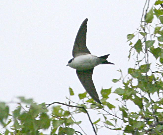  Delichon urbica Northern House Martin