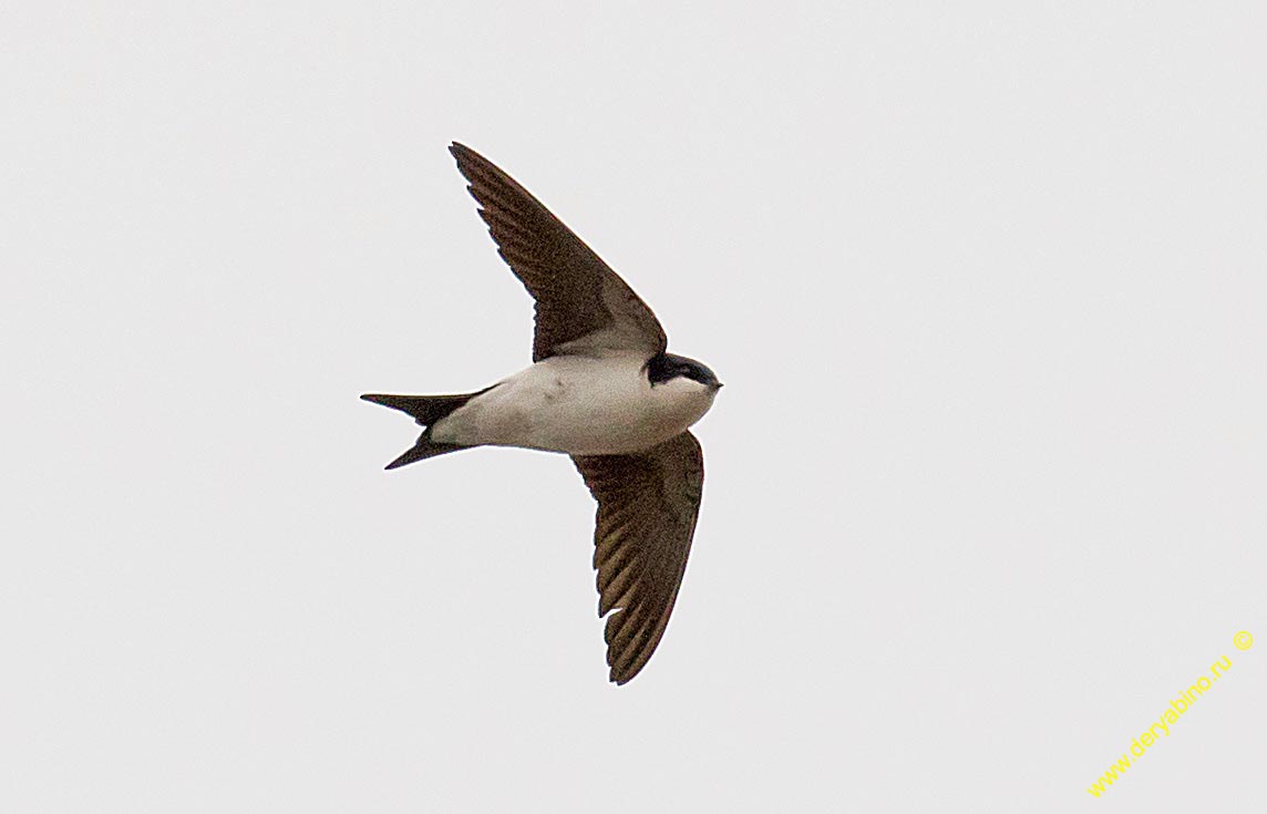  Delichon urbica Northern House Martin