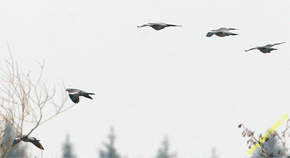  Columba palumdus Wood Pigeon