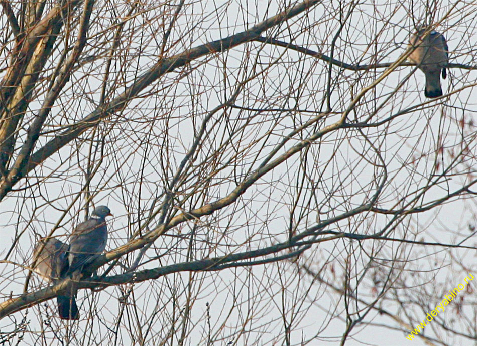  Columba palumdus Wood Pigeon