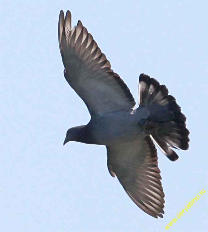  Columba palumdus Wood Pigeon