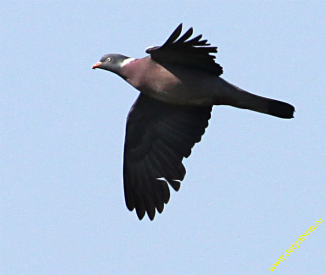  Columba palumdus Wood Pigeon