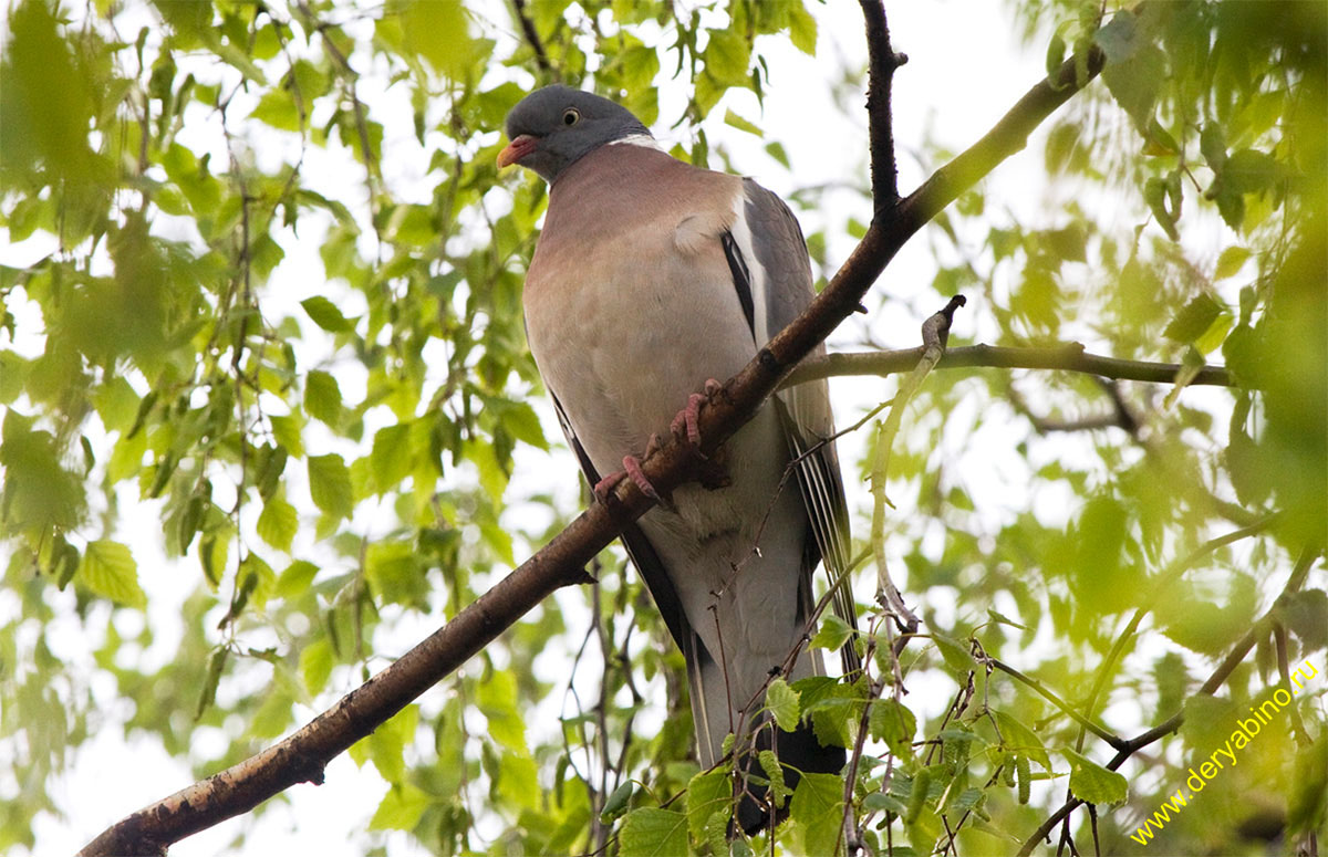  Columba palumdus Wood Pigeon