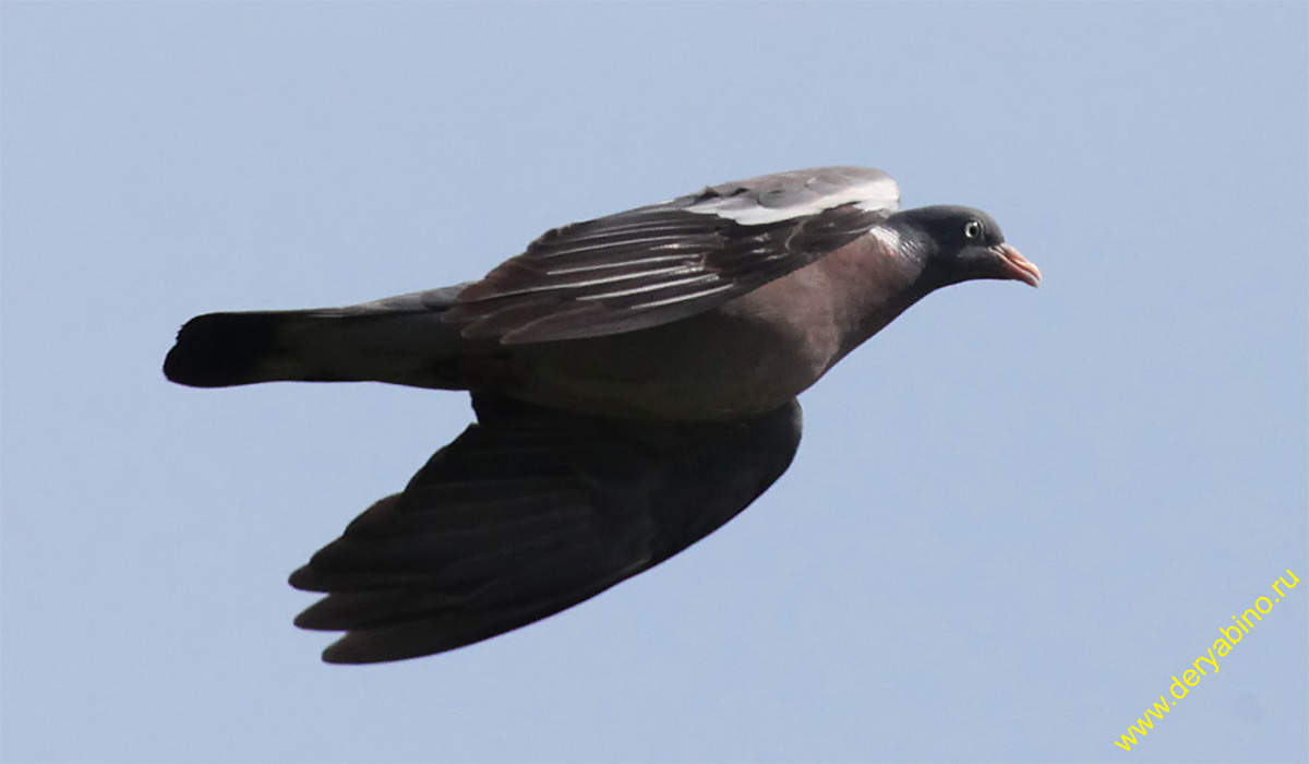  Columba palumdus Wood Pigeon