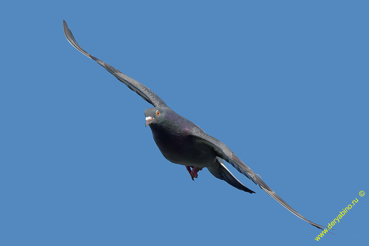  Columba palumdus Wood Pigeon