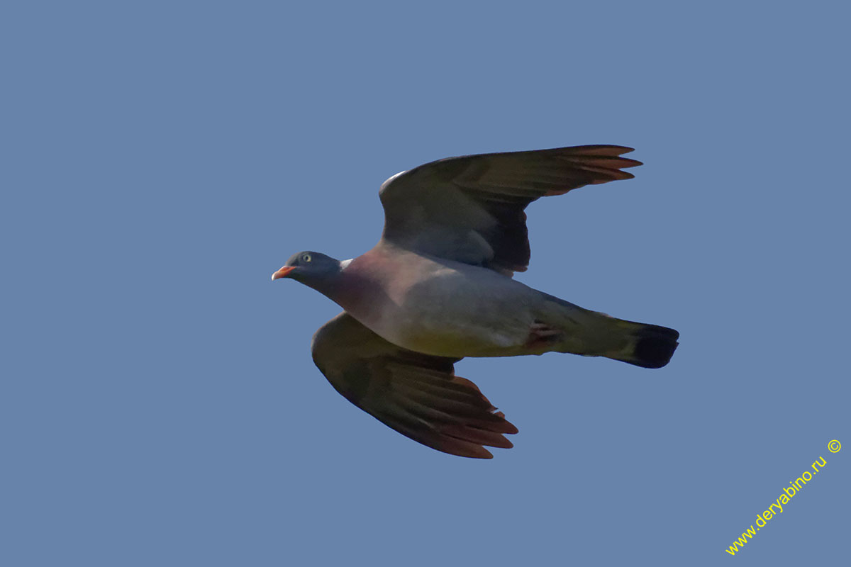  Columba palumdus Wood Pigeon