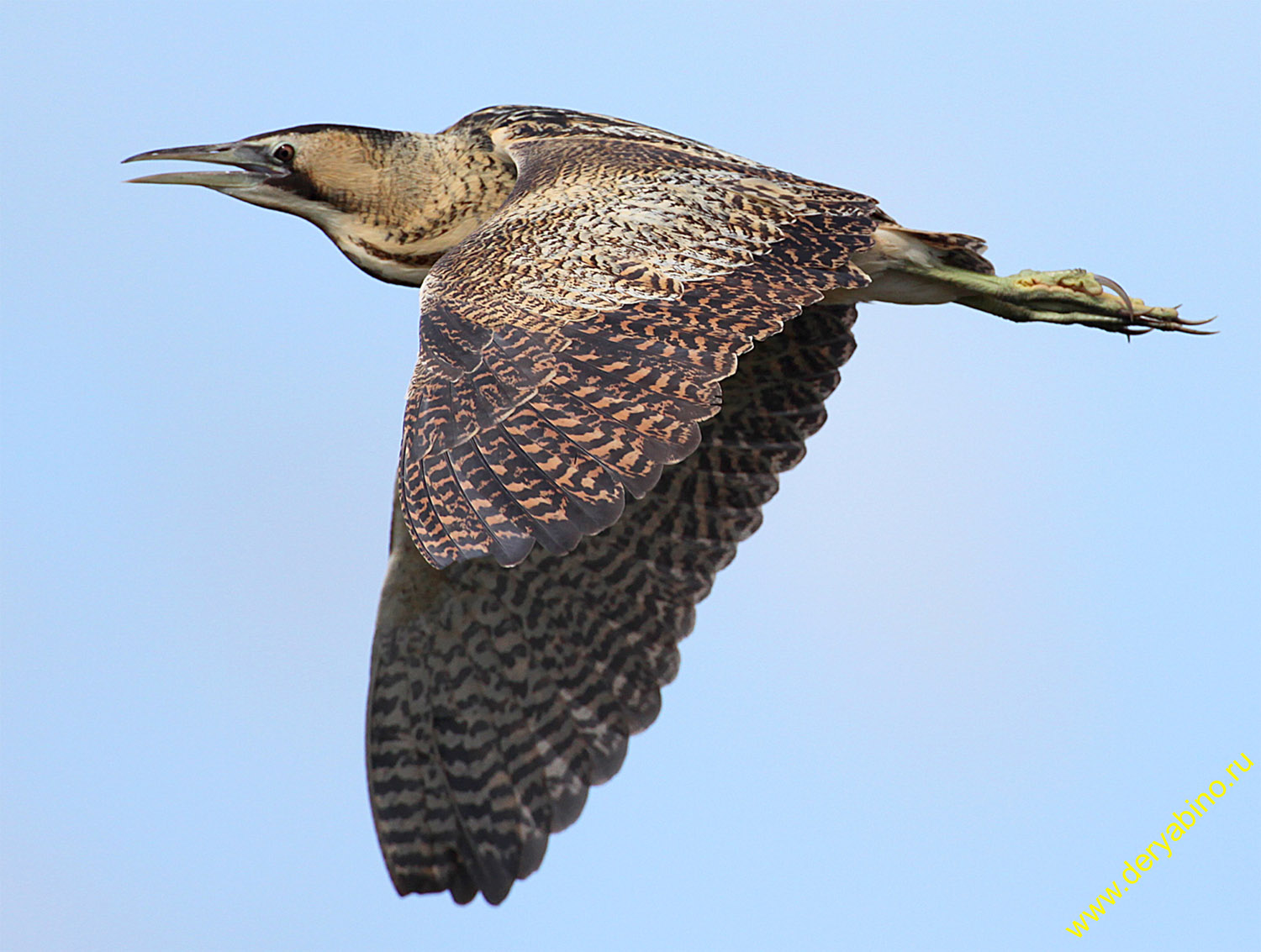   Botaurus stellaris Eurasian Bittern