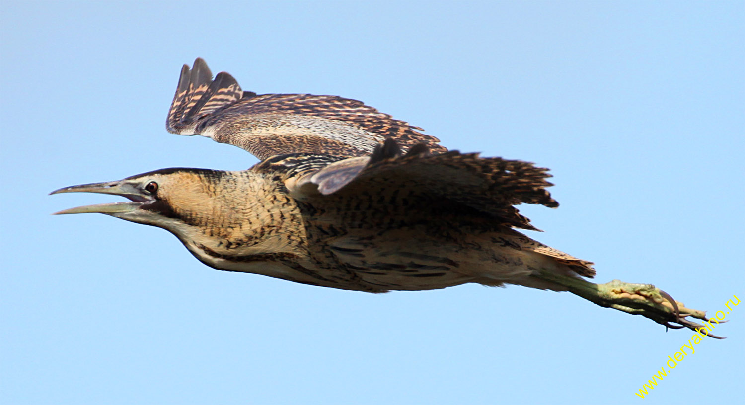   Botaurus stellaris Eurasian Bittern