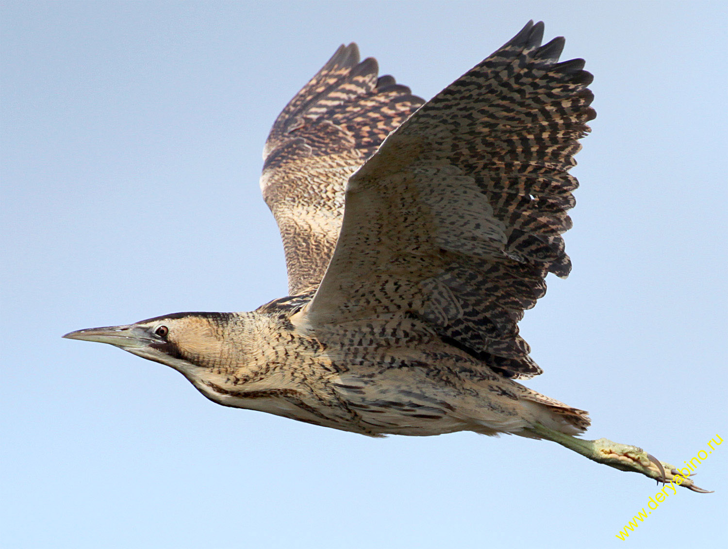   Botaurus stellaris Eurasian Bittern