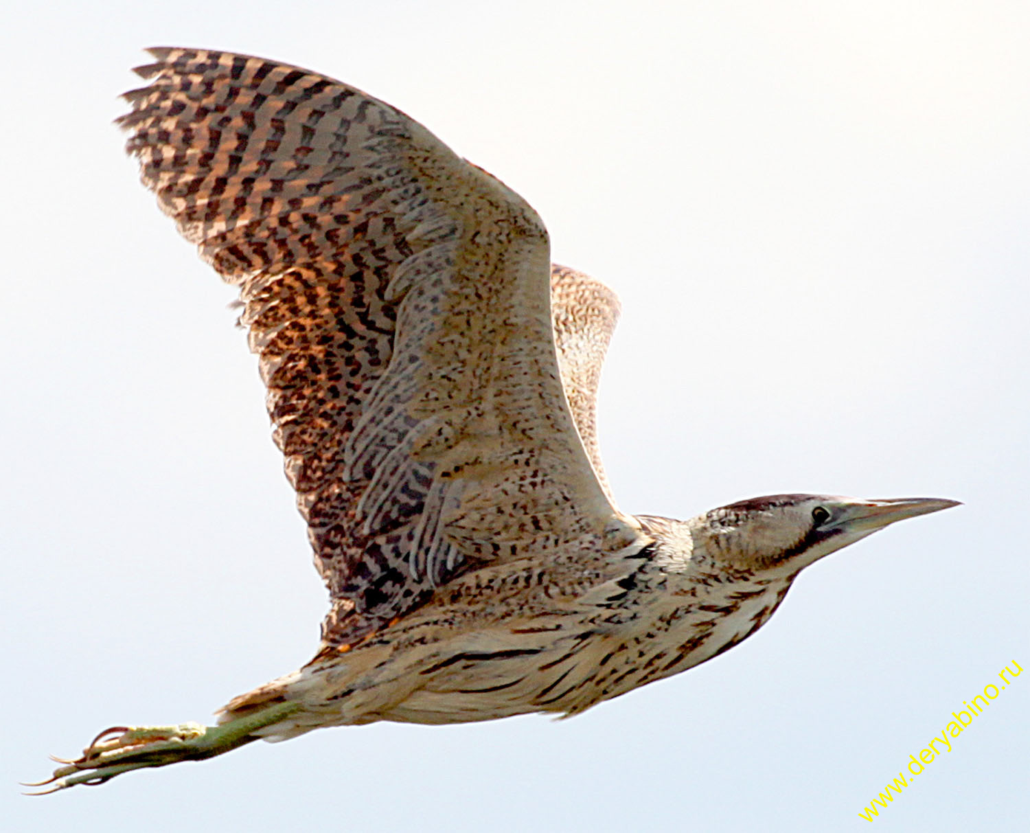   Botaurus stellaris Eurasian Bittern