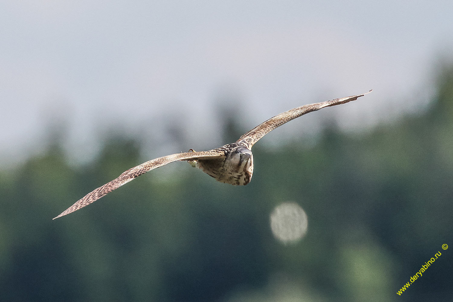   Botaurus stellaris Eurasian Bittern