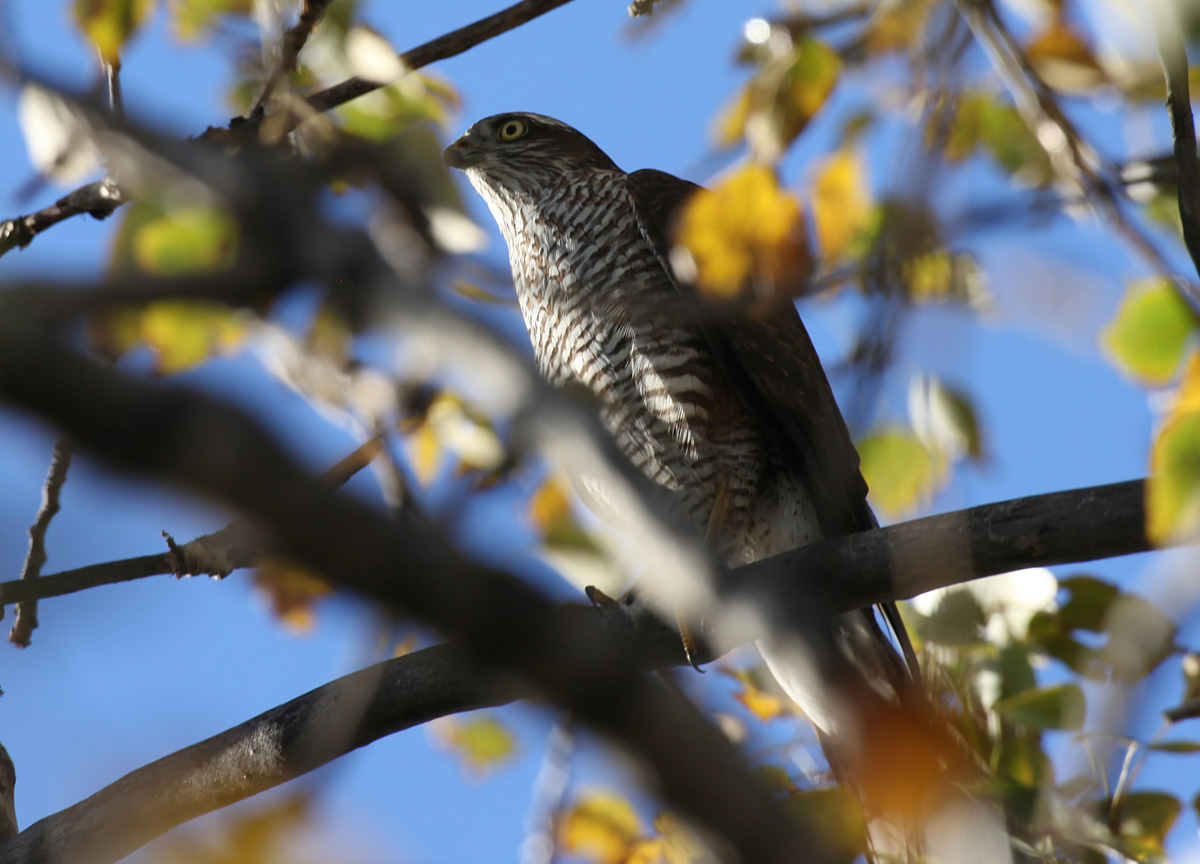 - Accipiter nisus Eurasian Sparrowhawk