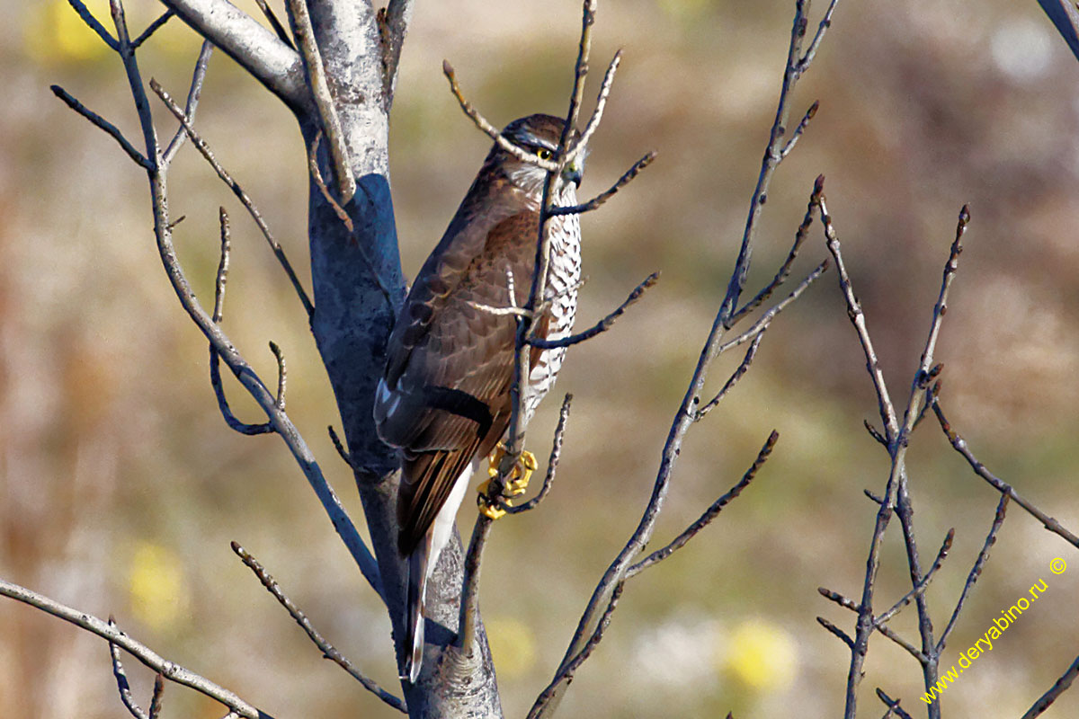 - Accipiter nisus Eurasian Sparrowhawk