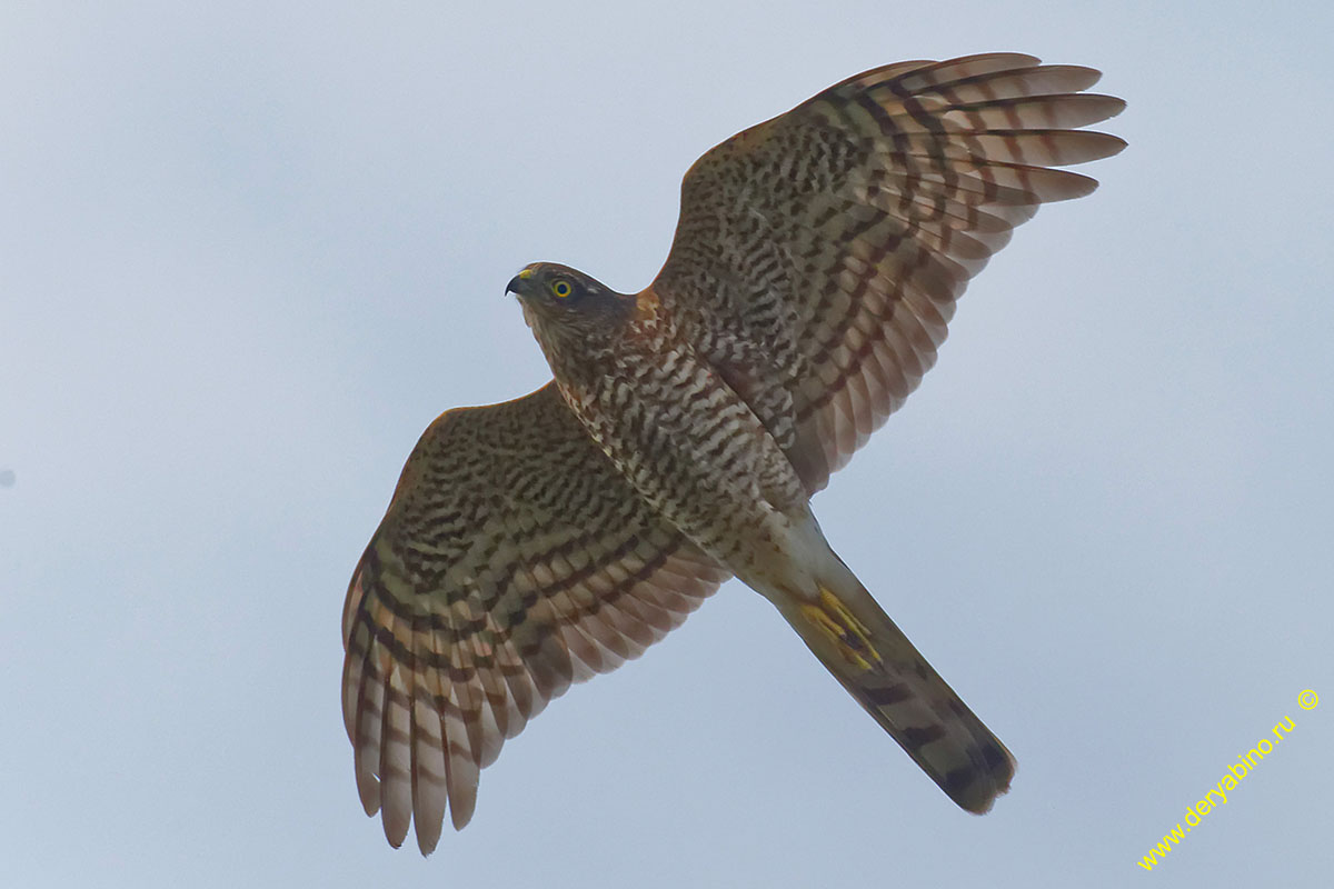 - Accipiter nisus Eurasian Sparrowhawk