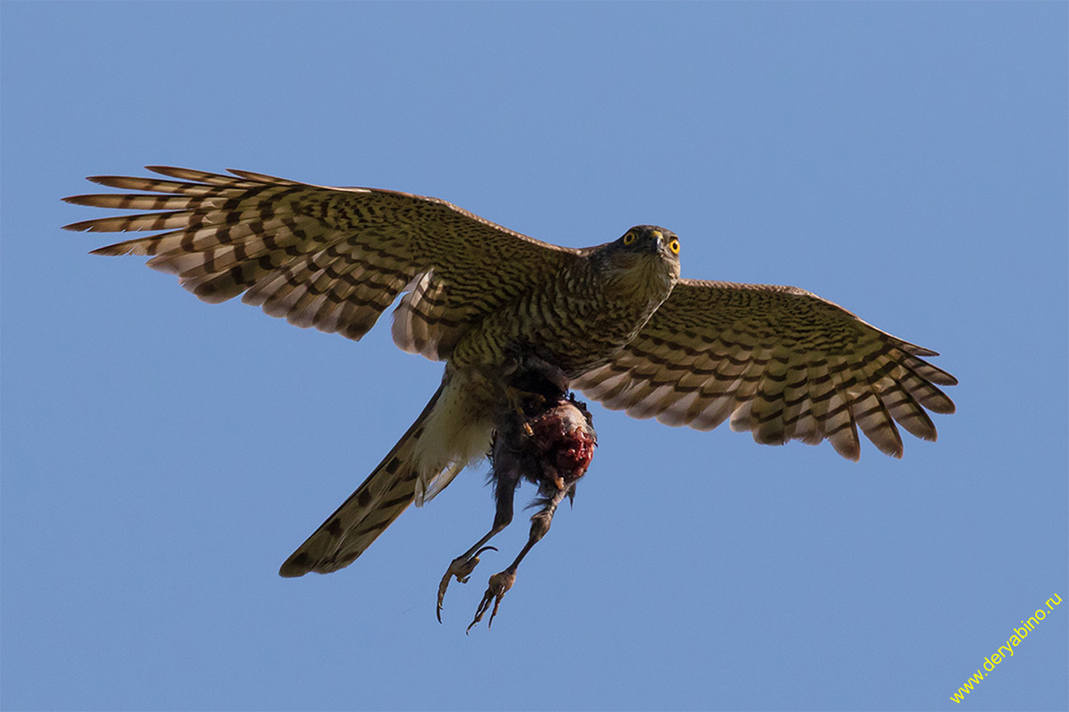 - Accipiter nisus Eurasian Sparrowhawk