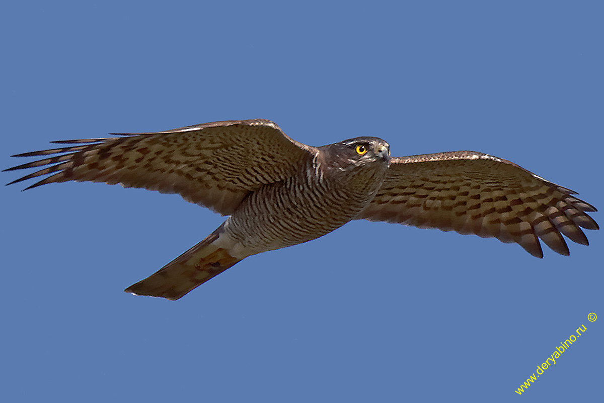 - Accipiter nisus Eurasian Sparrowhawk