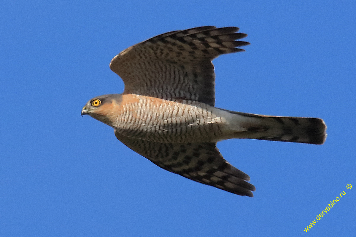 - Accipiter nisus Eurasian Sparrowhawk