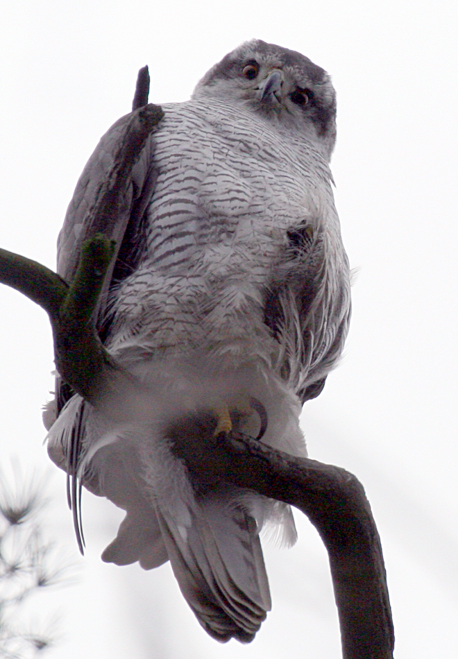 Ястреб-тетеревятник Accipiter gentilis Northern Goshawk