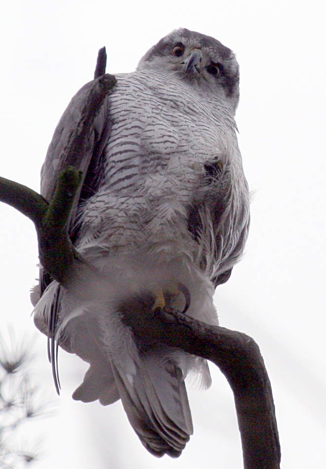 - Accipiter gentilis Northern Goshawk