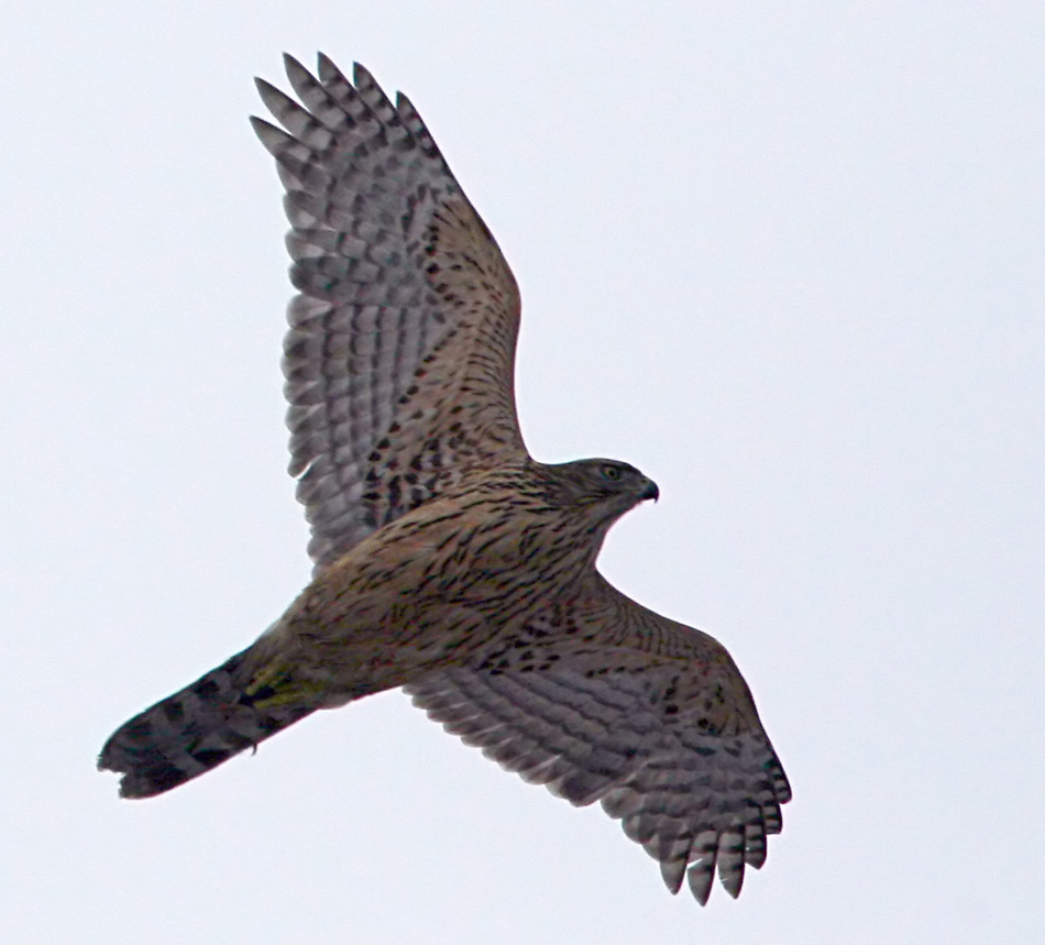 - Accipiter gentilis Northern Goshawk