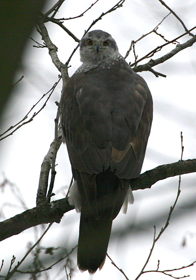 - Accipiter gentilis Northern Goshawk