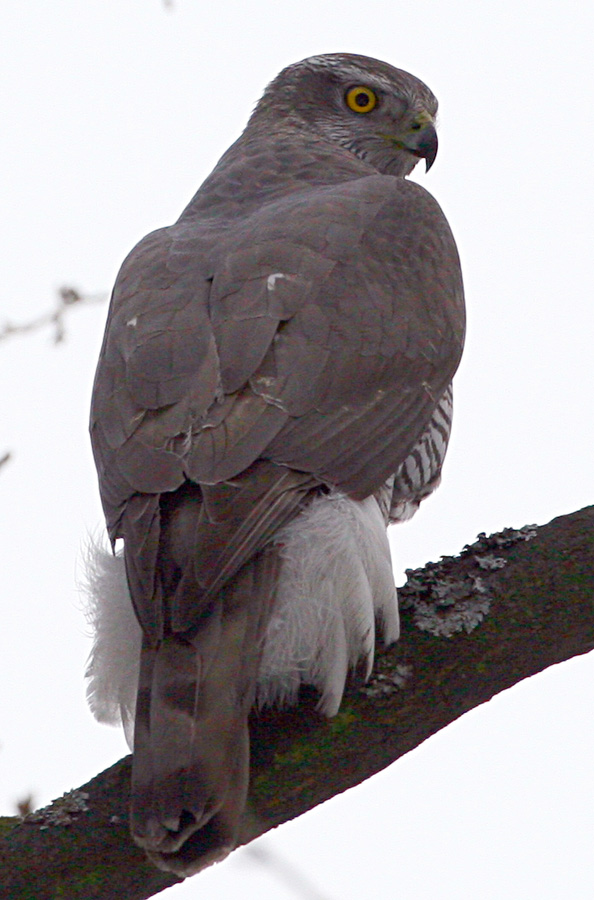 - Accipiter gentilis Northern Goshawk