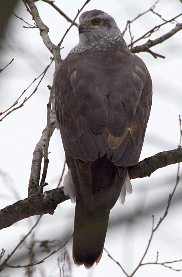 - Accipiter gentilis Northern Goshawk