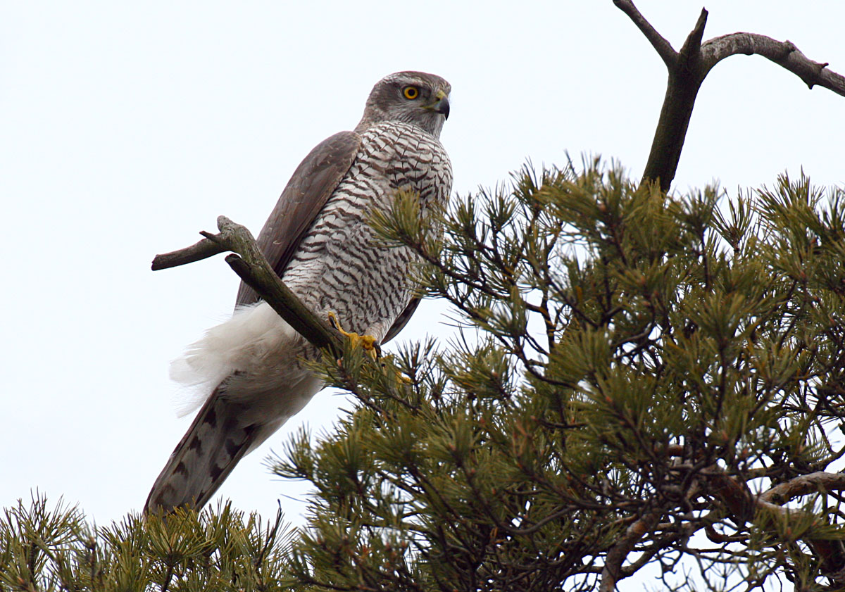 - Accipiter gentilis Northern Goshawk