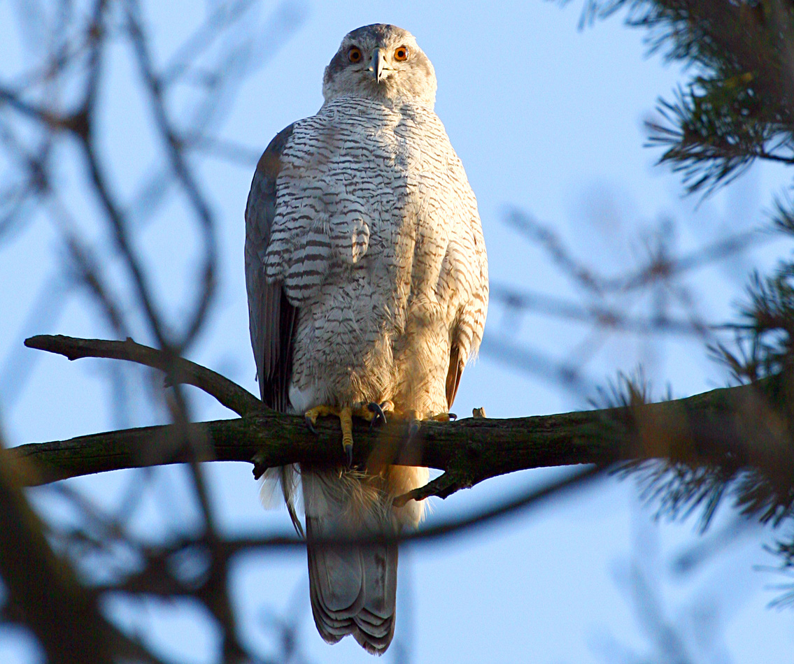 - Accipiter gentilis Northern Goshawk