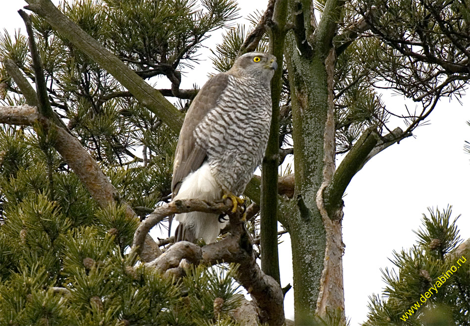 - Accipiter gentilis Northern Goshawk