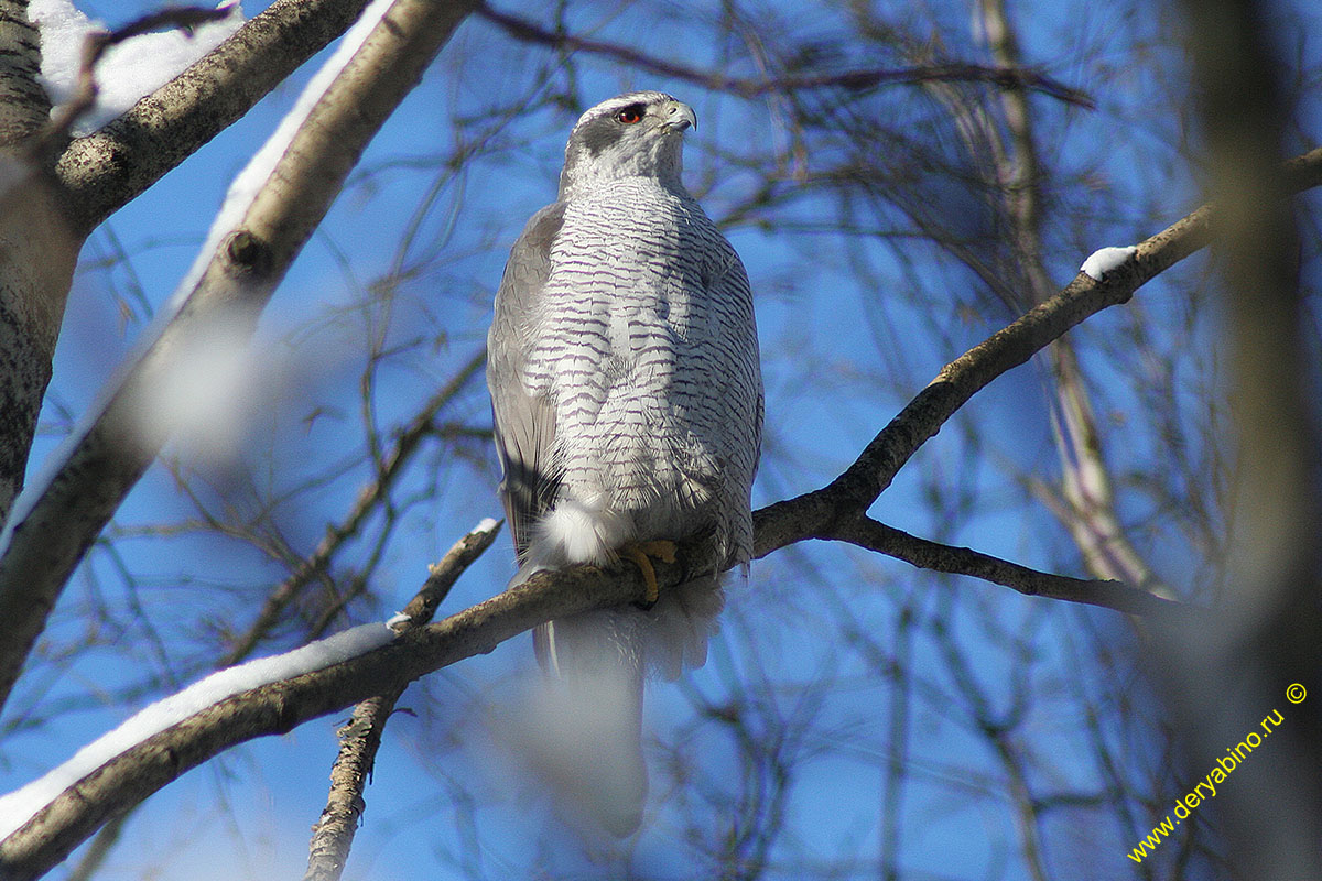 - Accipiter gentilis Northern Goshawk