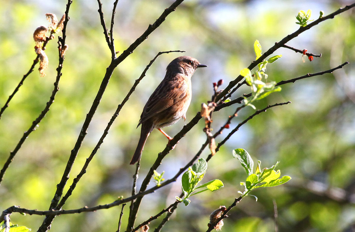   Prunella modularis Dunnock