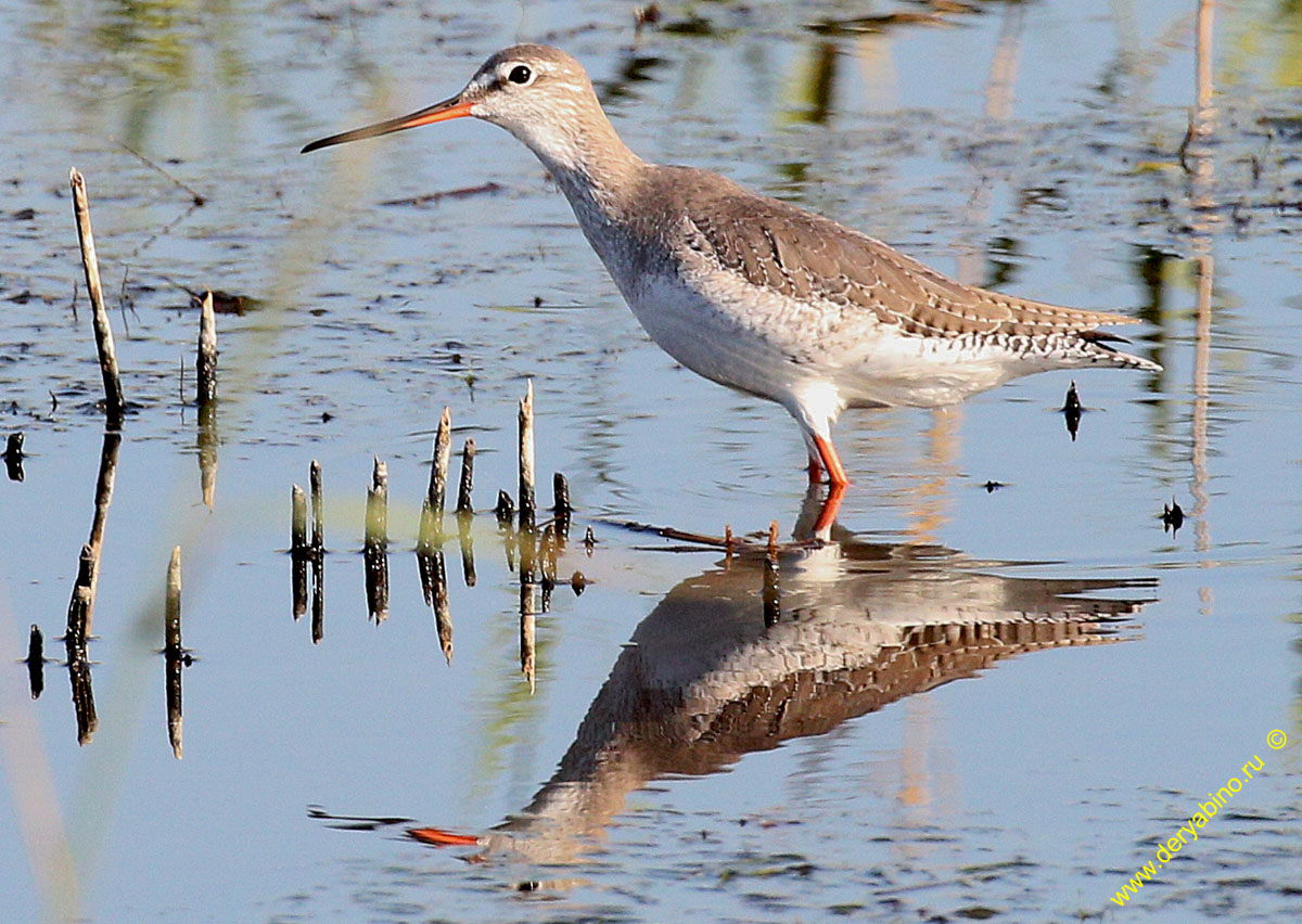  Tringa erythropus Spotted Redshank