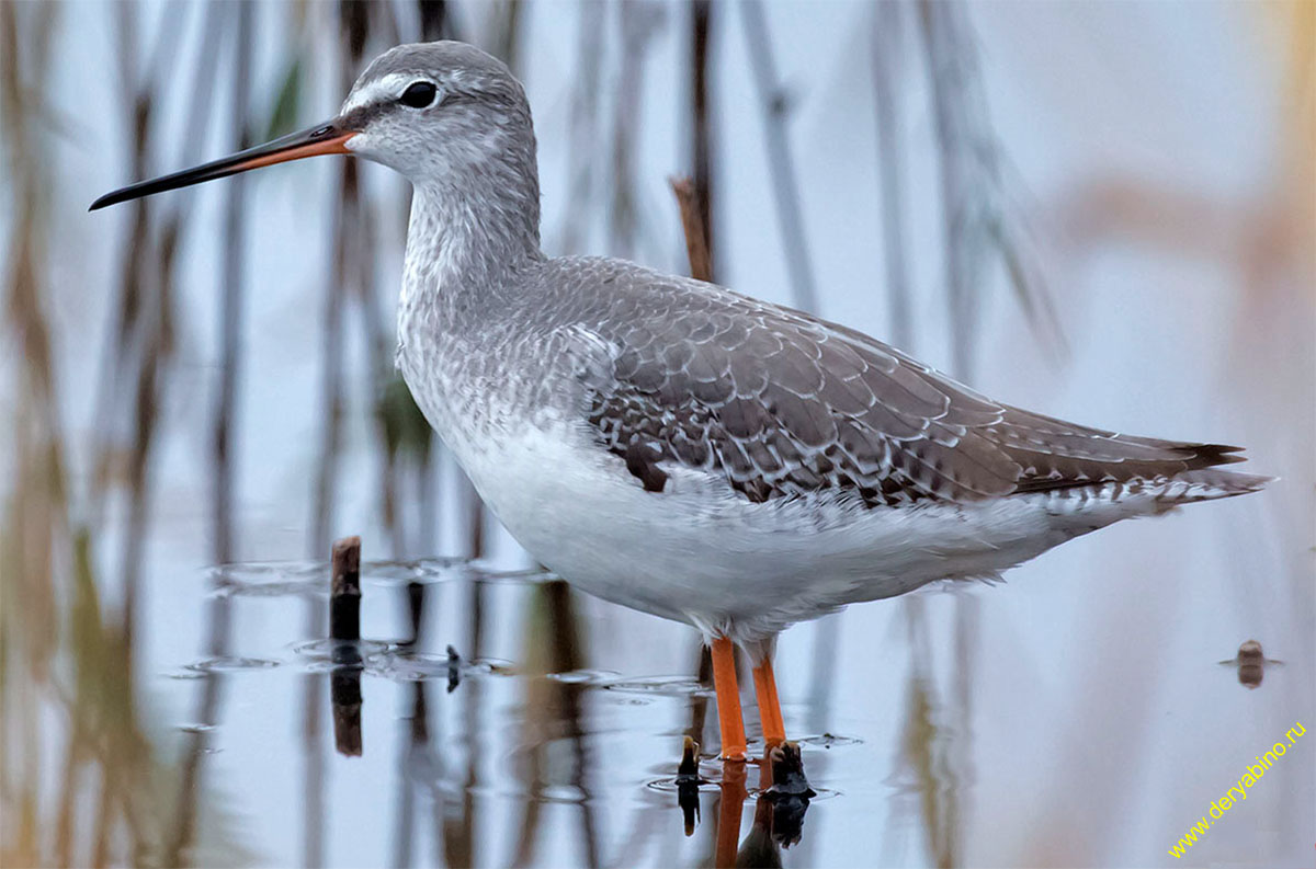  Tringa erythropus Spotted Redshank