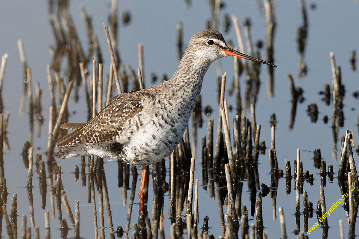  Tringa erythropus Spotted Redshank